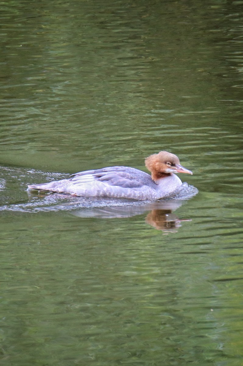 川秋沙 - ML646627829