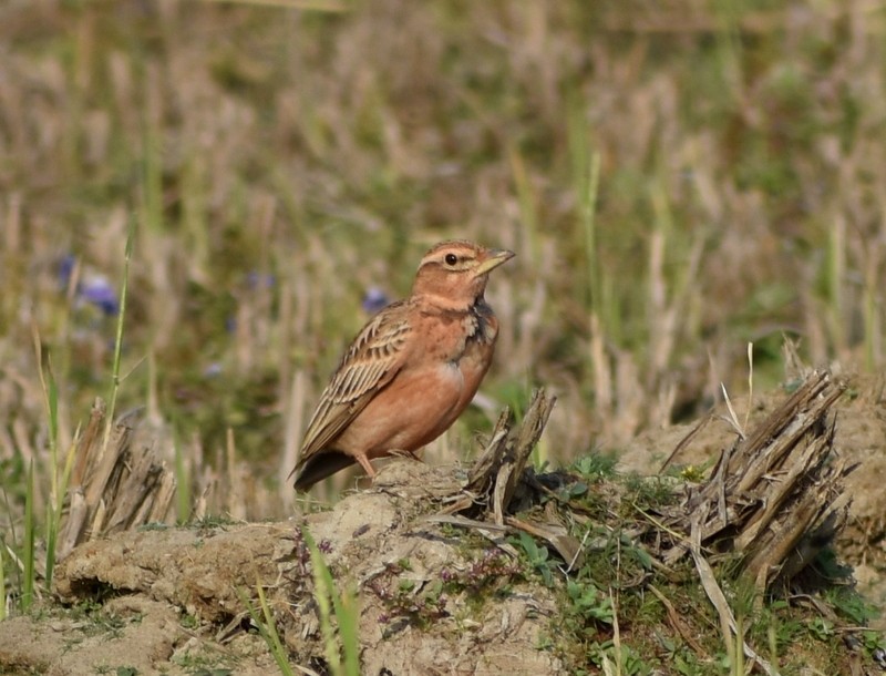 tanımsız Alaudidae sp. - ML646627830