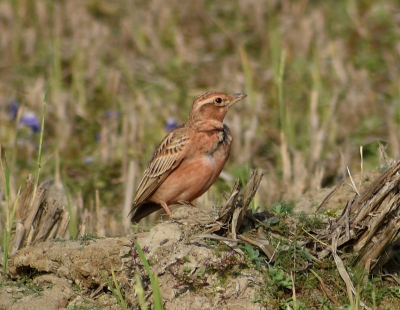 tanımsız Alaudidae sp. - ML646627832