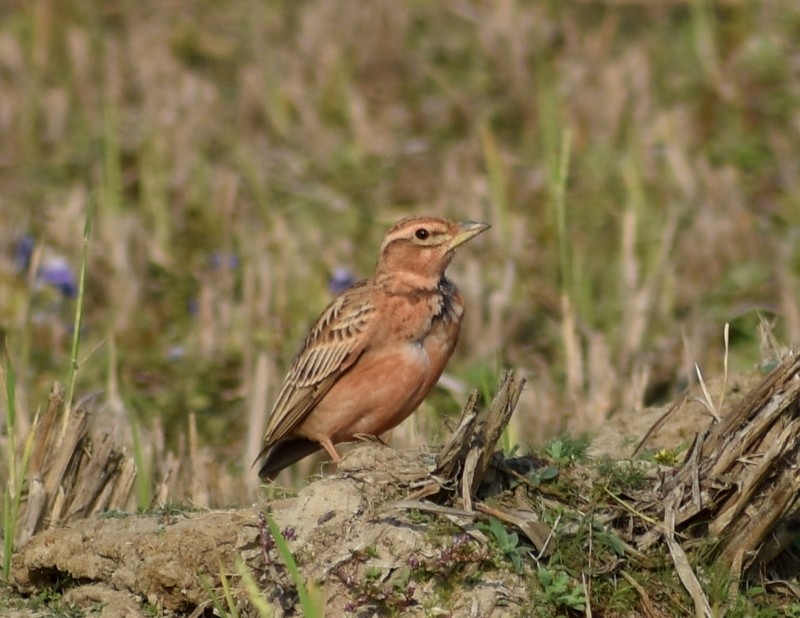 tanımsız Alaudidae sp. - ML646627833