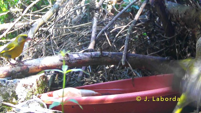 Verdone - ML646627834