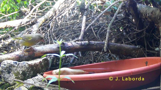 Verdone - ML646627835