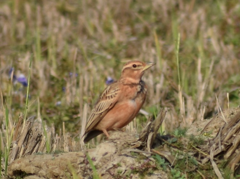 tanımsız Alaudidae sp. - ML646627836