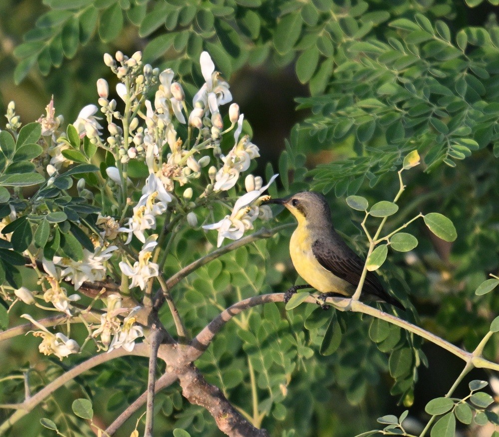 Purple Sunbird - ML646627840