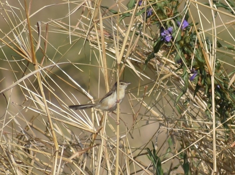 Akça Prinya - ML646627841