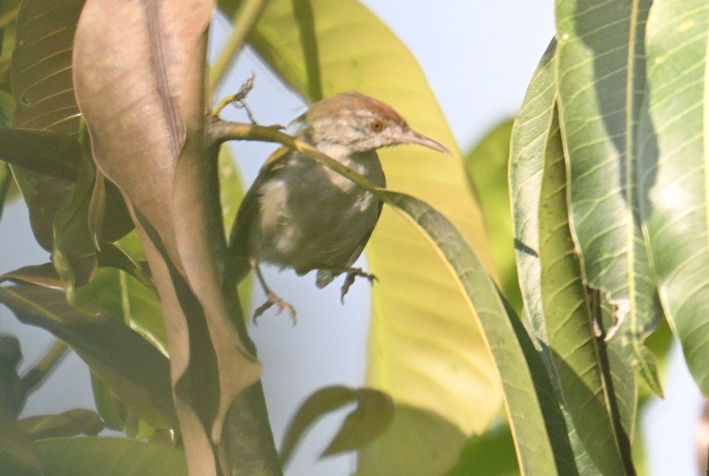 Common Tailorbird - ML646627842