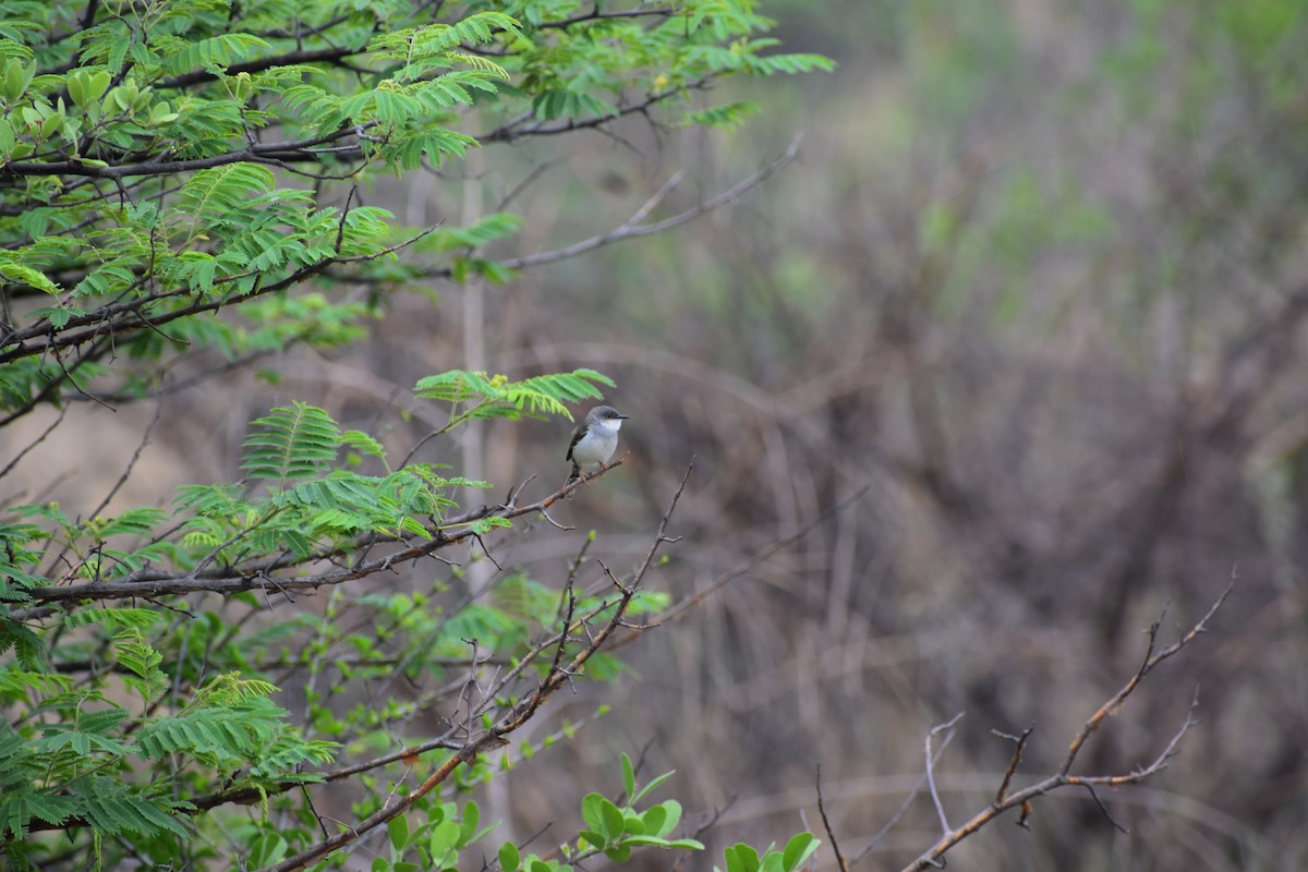 Gray-breasted Prinia - ML646627843