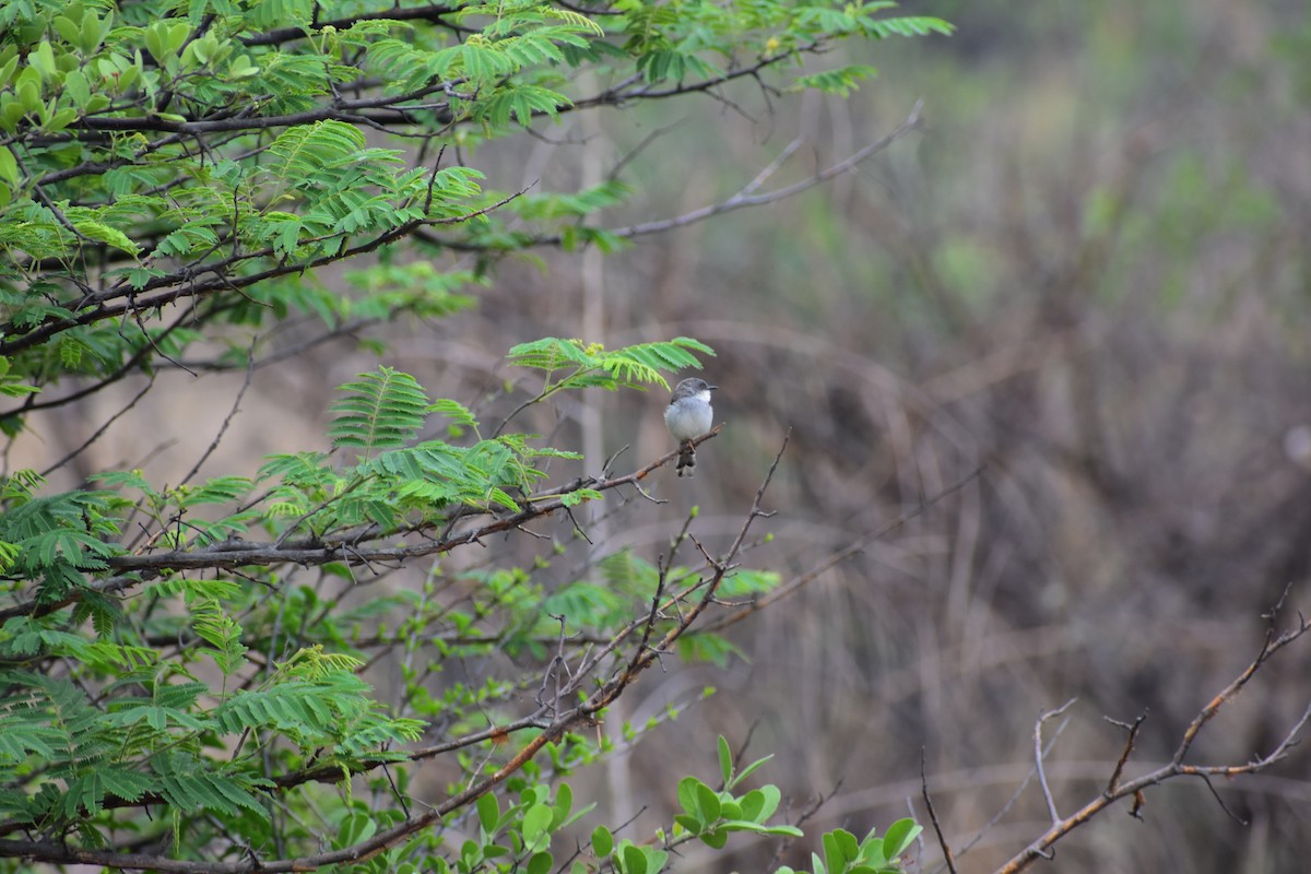 Gray-breasted Prinia - ML646627844