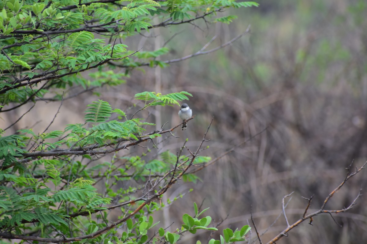 Gray-breasted Prinia - ML646627845
