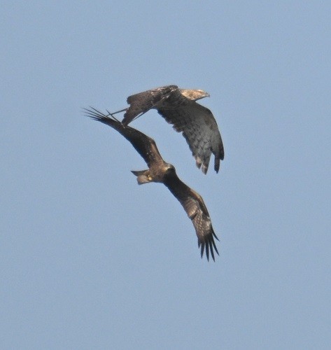 Falco pecchiaiolo orientale - ML646627847