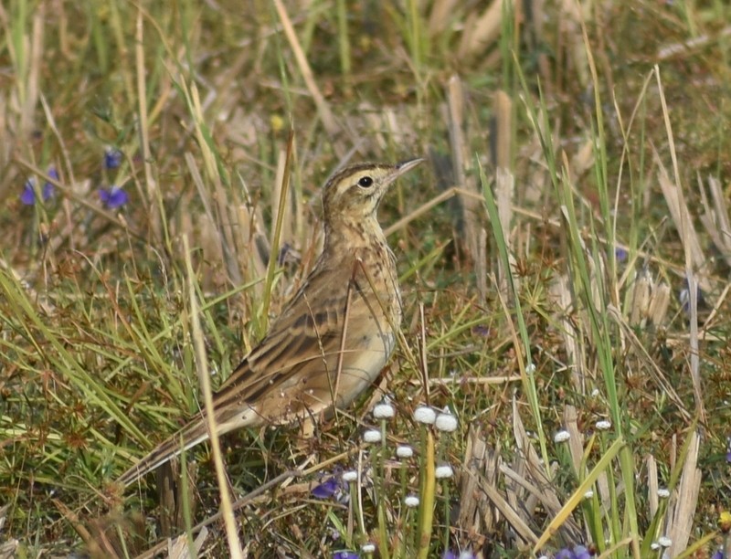 Mahmuzlu İncirkuşu - ML646627848