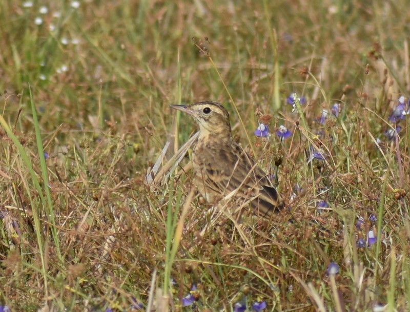 Mahmuzlu İncirkuşu - ML646627849