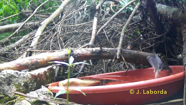 Bigia grossa - ML646627851