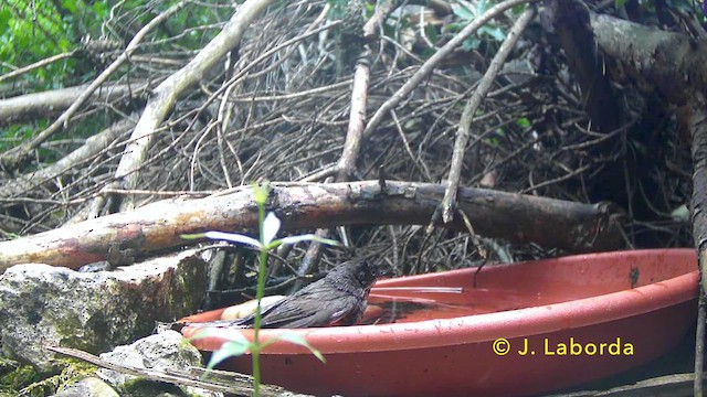 Bigia grossa - ML646627852