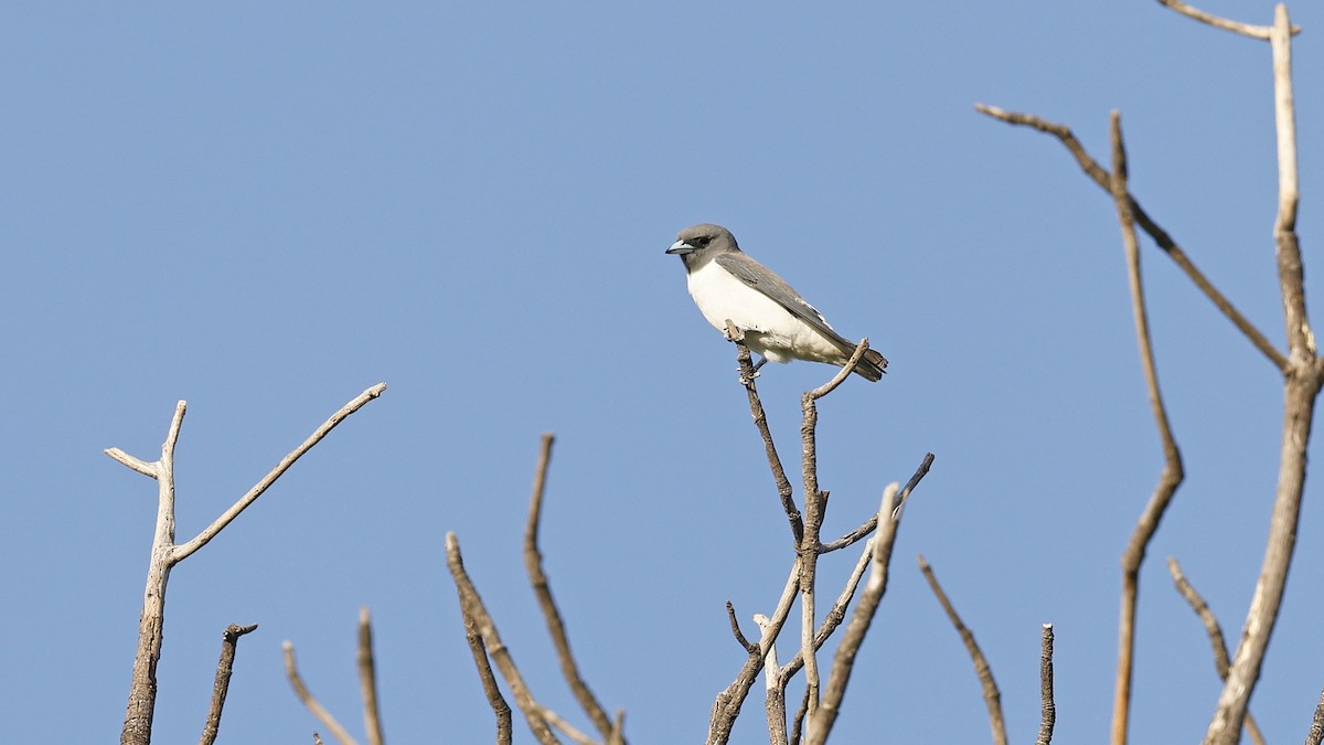 White-breasted Woodswallow - ML646627854
