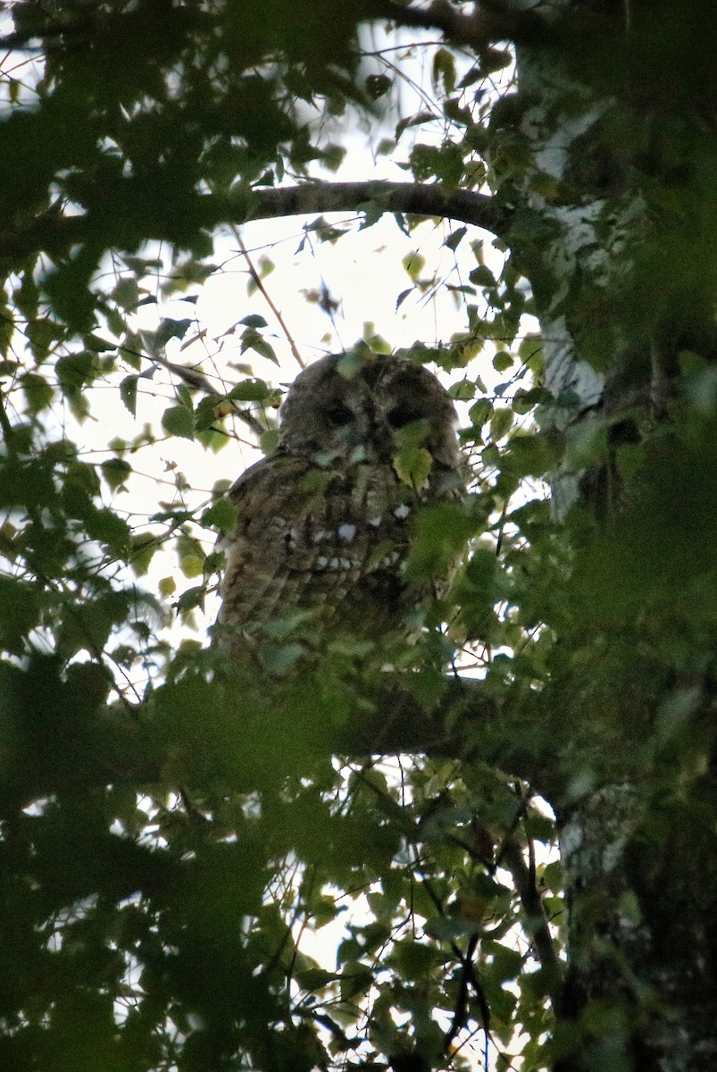 Allocco - ML646627855