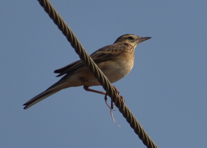 Mahmuzlu İncirkuşu - ML646627856