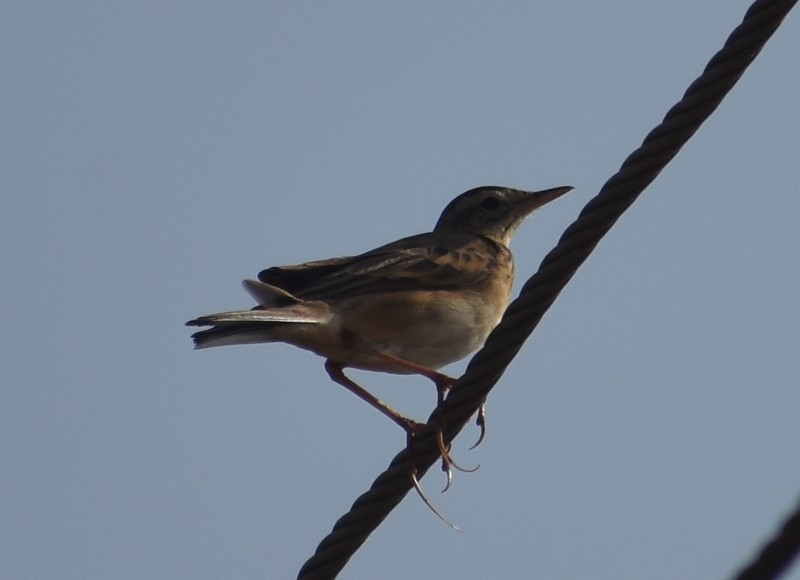 Mahmuzlu İncirkuşu - ML646627857