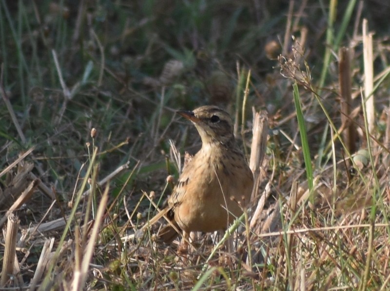 Moğol İncirkuşu - ML646627859