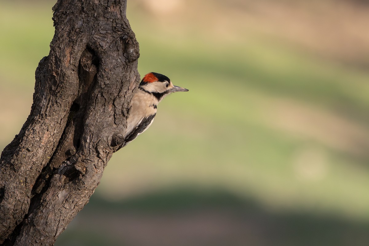 Syrian Woodpecker - ML646627860