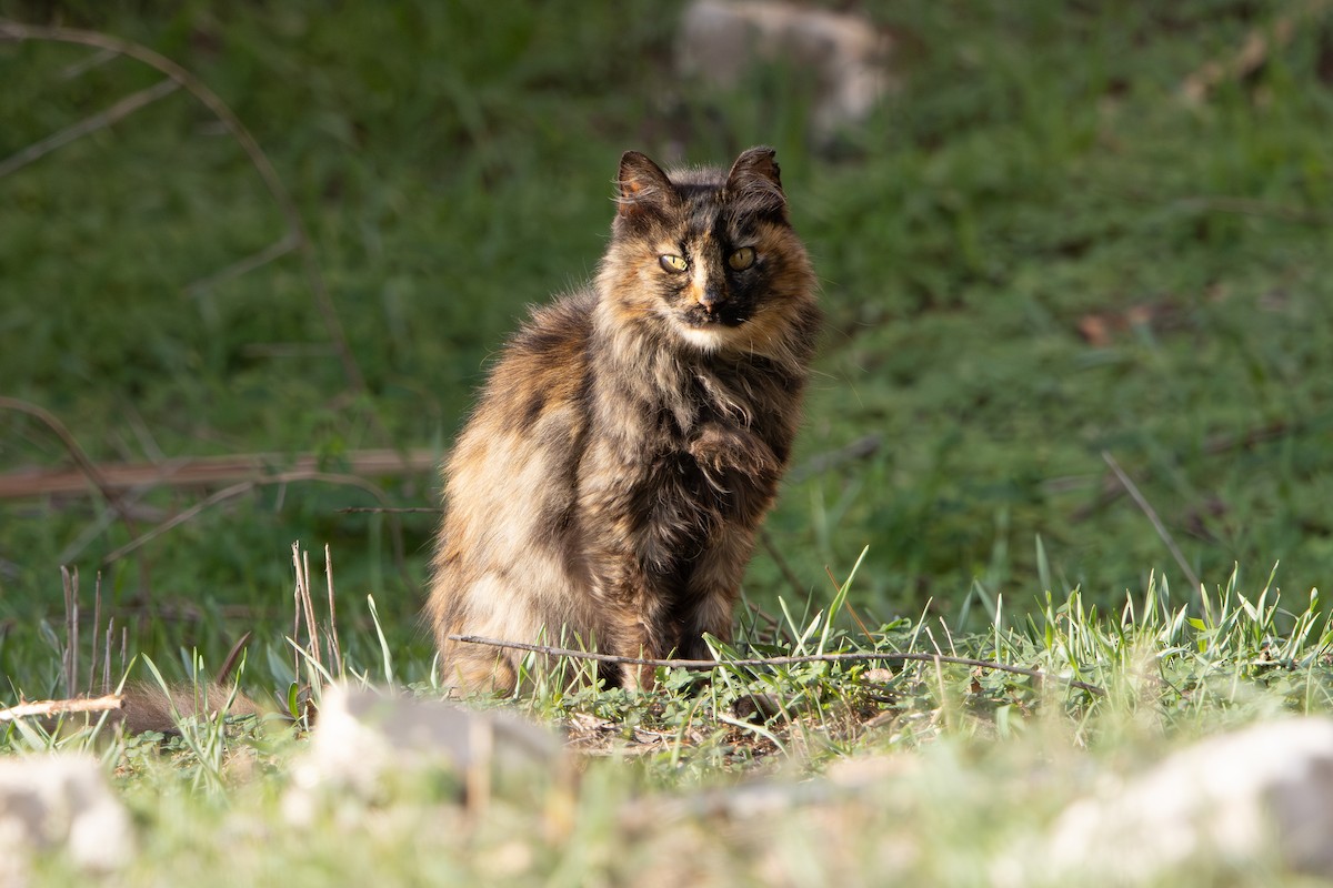 Domestic Cat - ML646627862