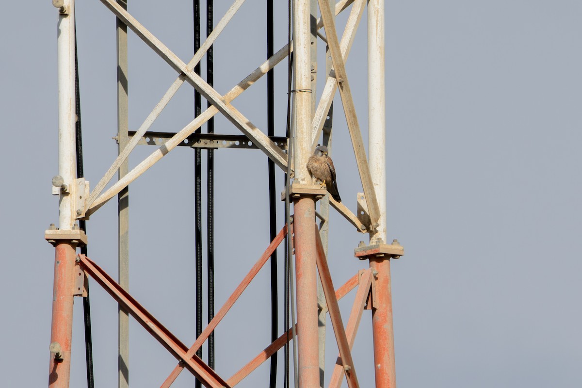 Gheppio - ML646627867