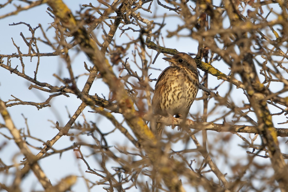 Tordo bottaccio - ML646627871