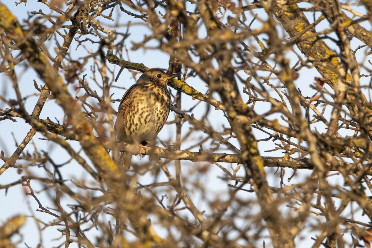 Tordo bottaccio - ML646627872