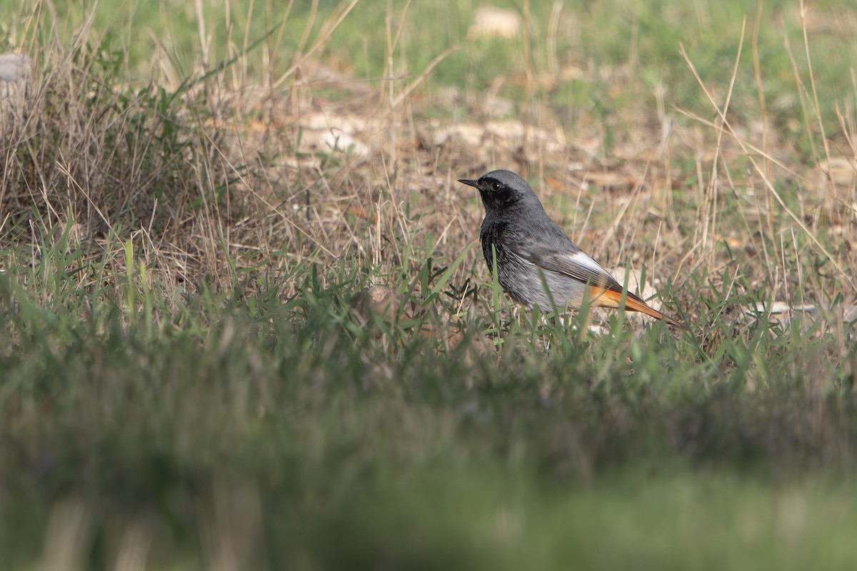 Codirosso spazzacamino - ML646627875