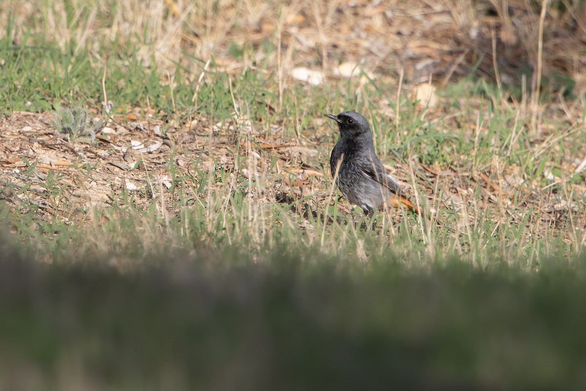 Codirosso spazzacamino - ML646627876