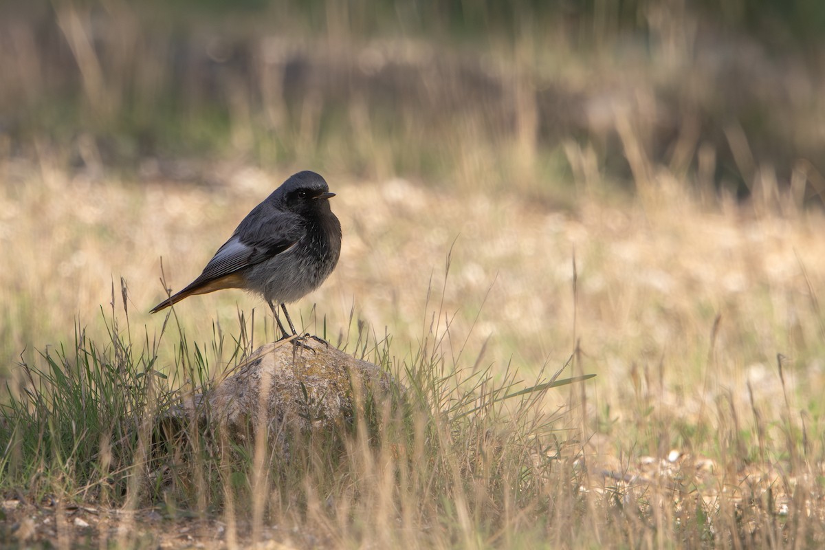 Codirosso spazzacamino - ML646627877