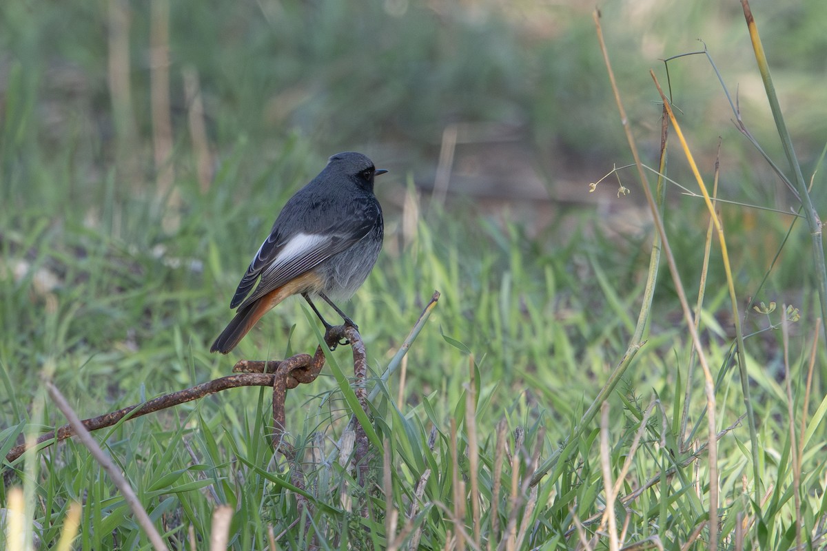 Codirosso spazzacamino - ML646627878