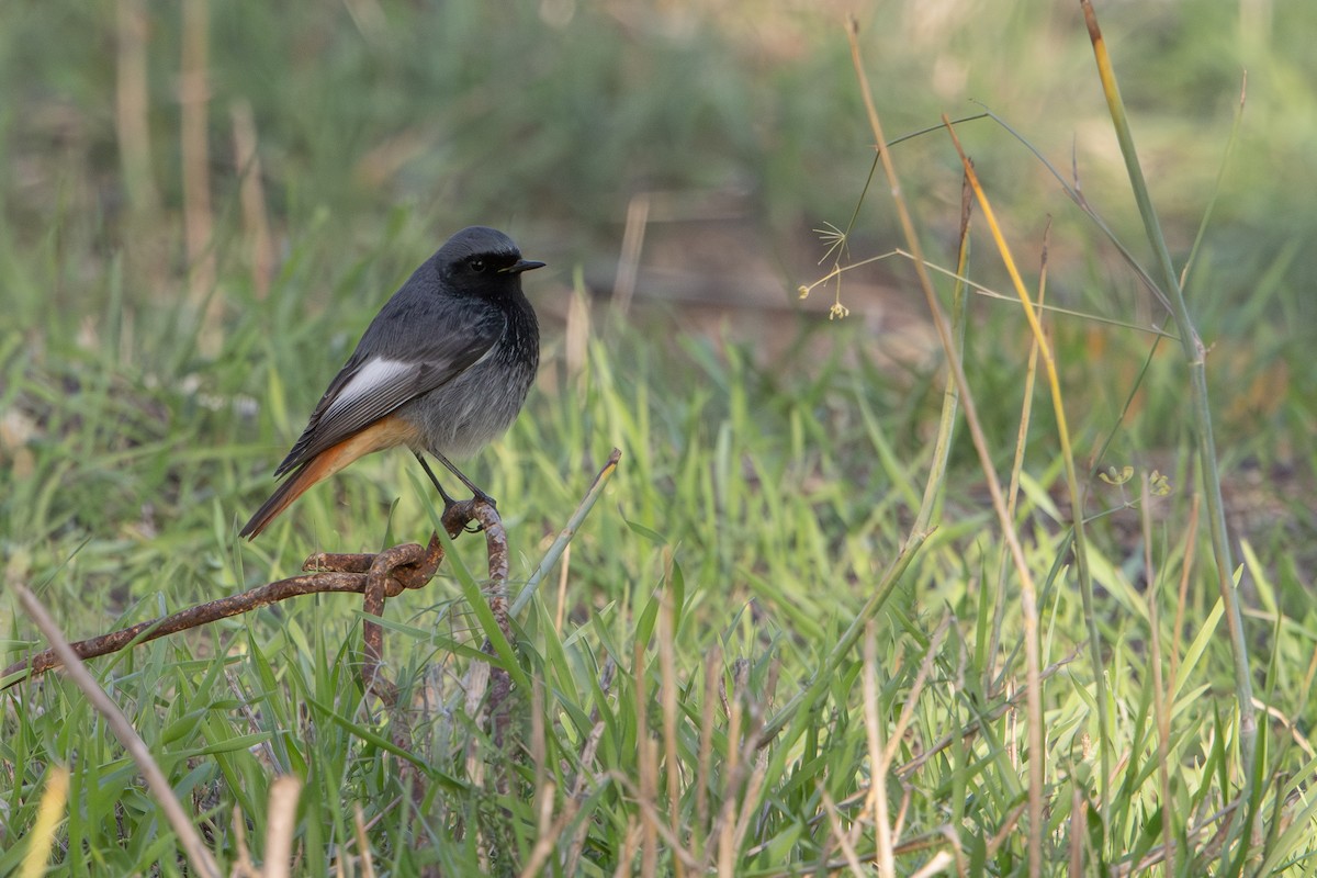 Codirosso spazzacamino - ML646627879