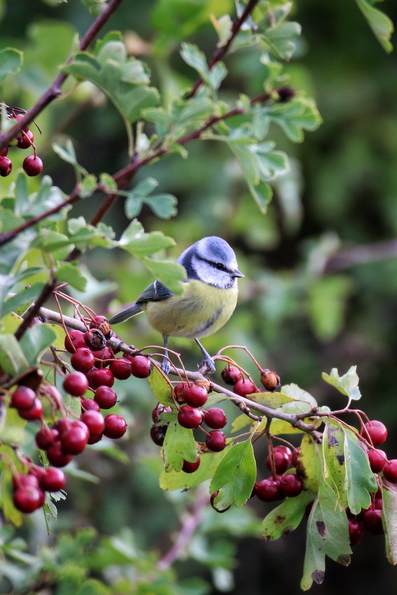 Cinciarella - ML646627880