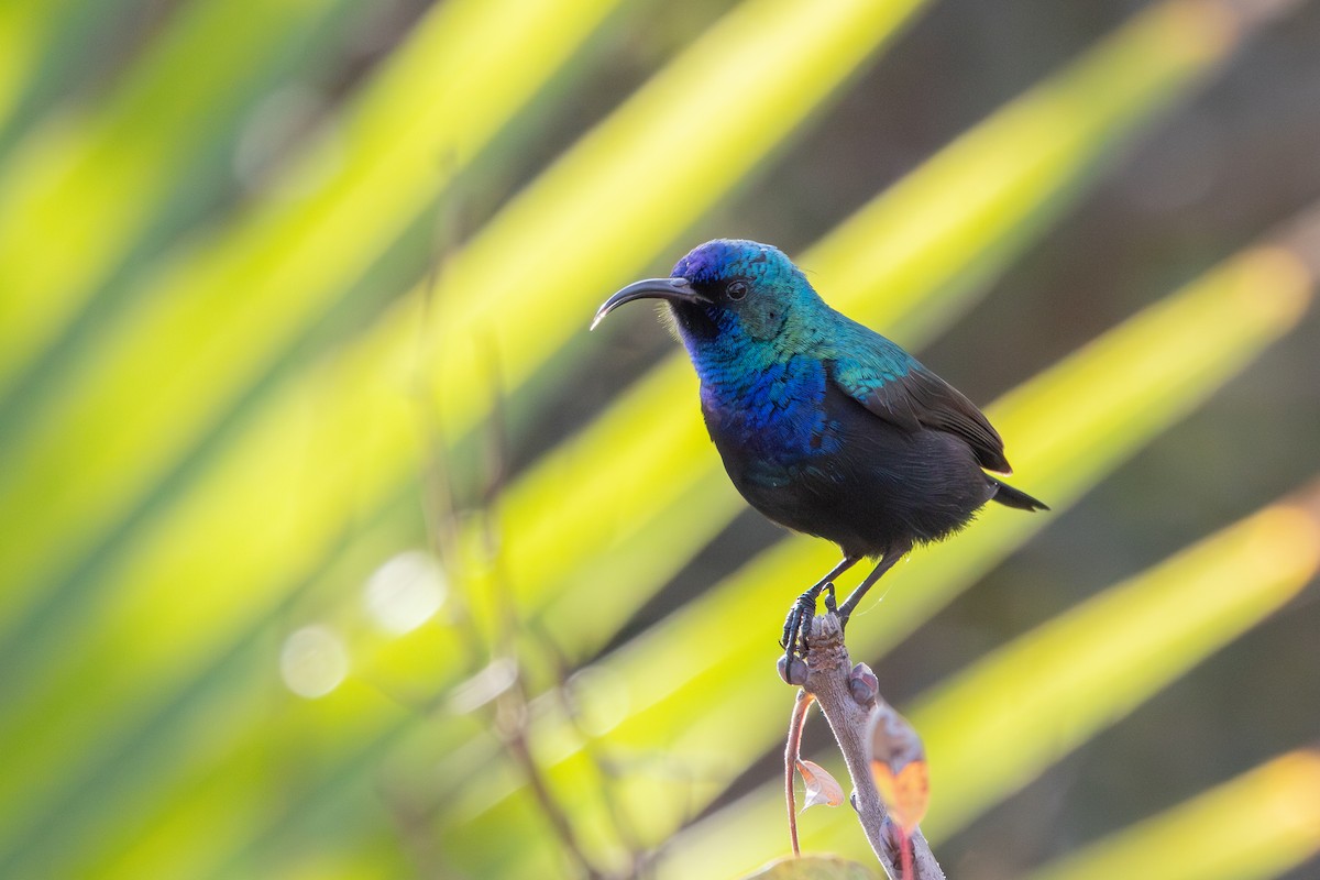 Palestine Sunbird - ML646627881