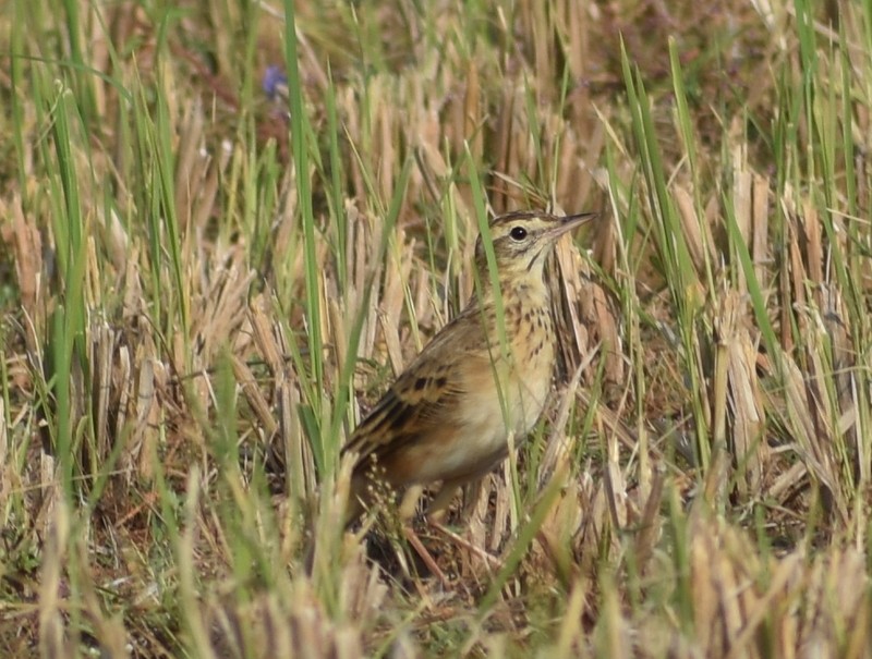 Mahmuzlu İncirkuşu - ML646627883
