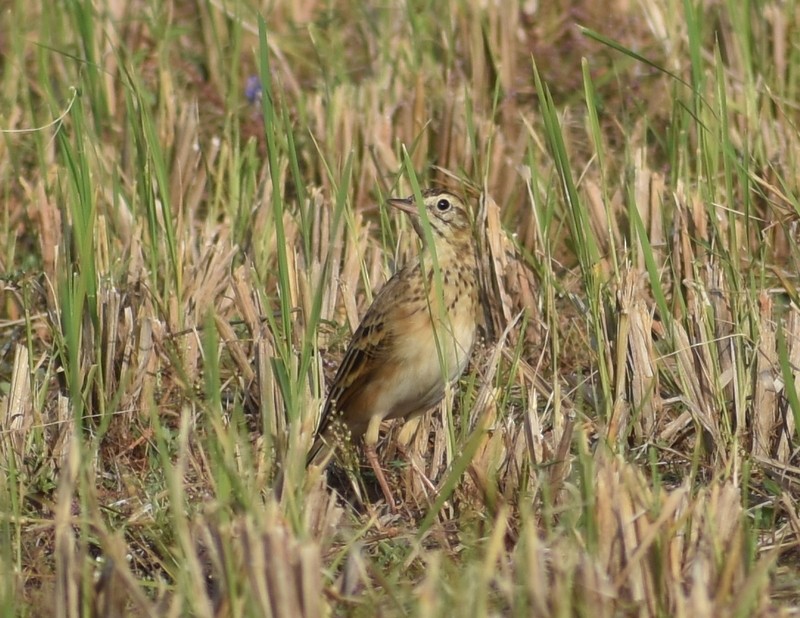 Mahmuzlu İncirkuşu - ML646627884