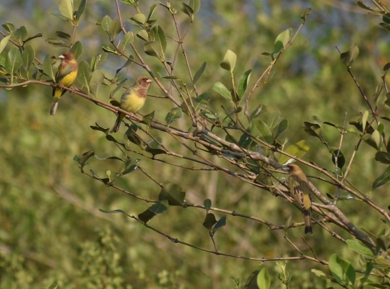 Red-headed Bunting - ML646627887