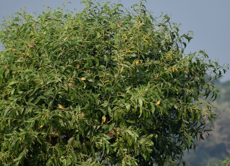 Red-headed Bunting - ML646627888