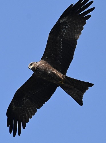 Nibbio bruno - ML646627889