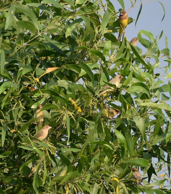 Red-headed Bunting - ML646627893