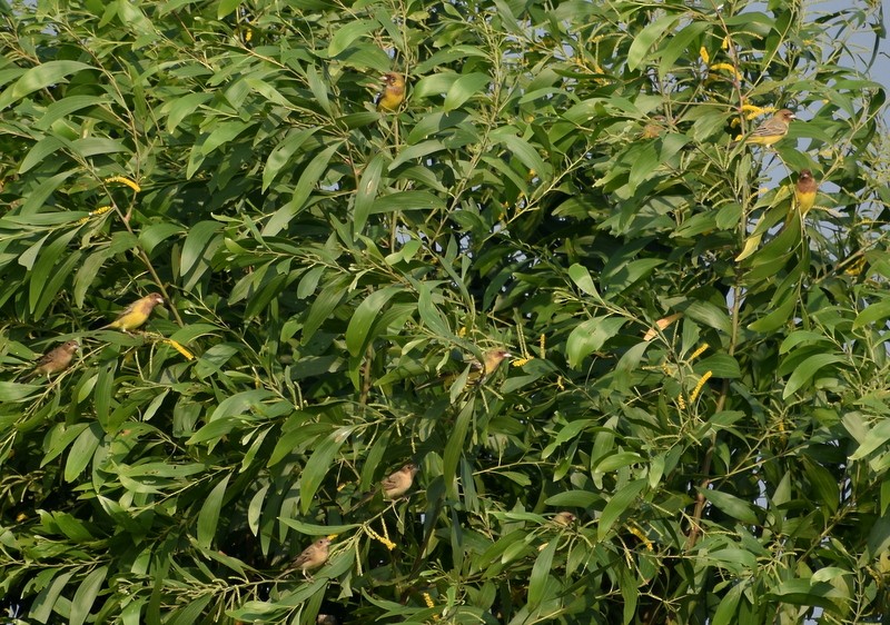 Red-headed Bunting - ML646627894