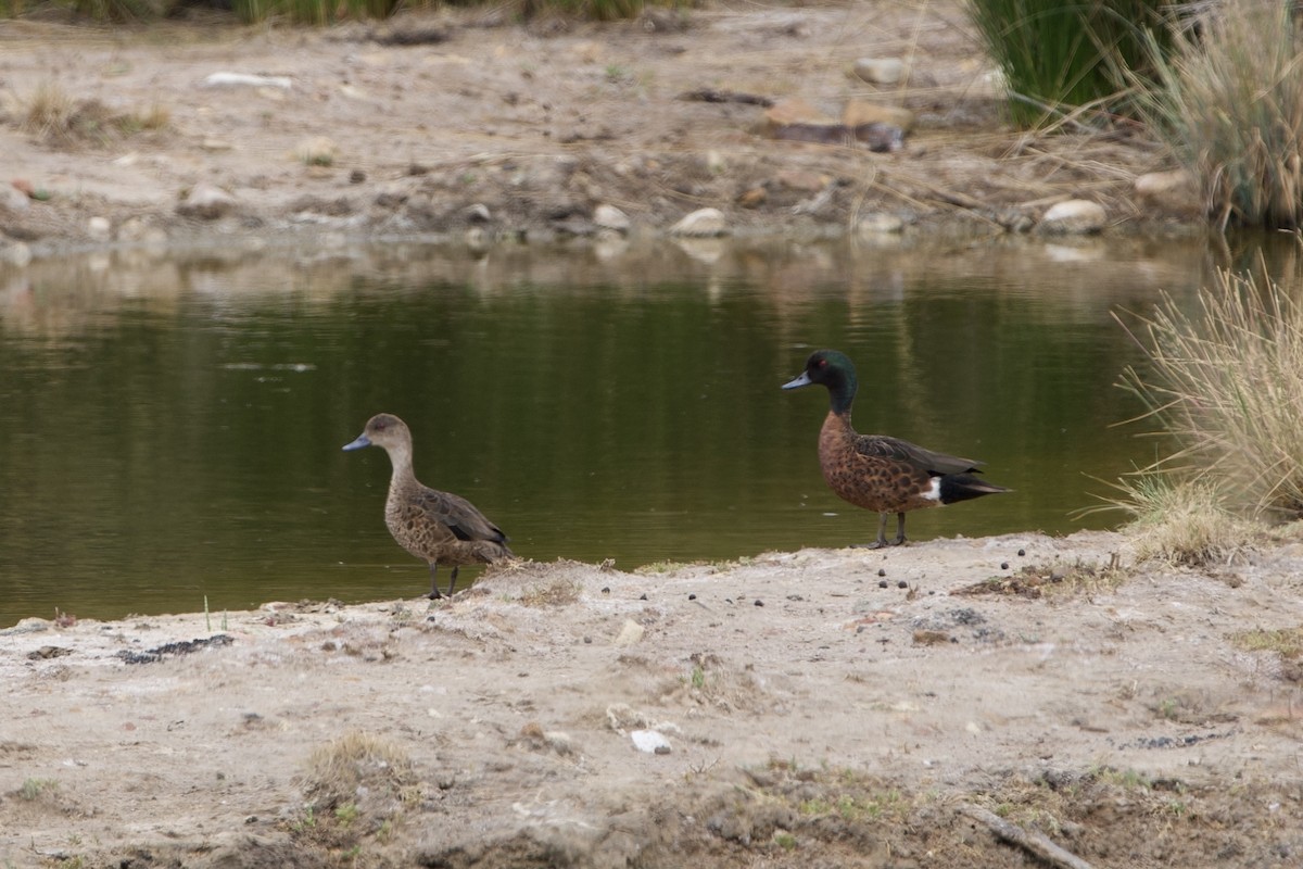 Chestnut Teal - ML646627895