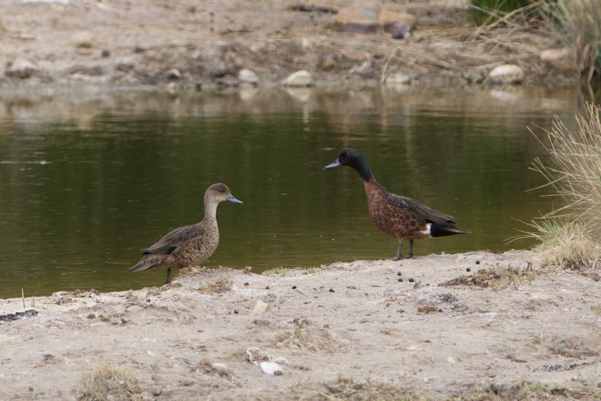 Chestnut Teal - ML646627897