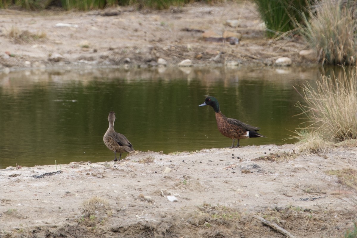 Chestnut Teal - ML646627898