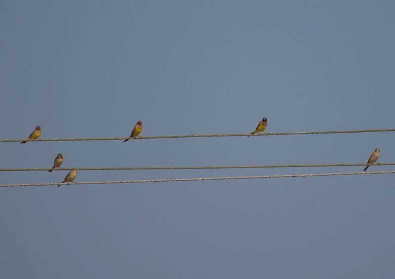 Red-headed Bunting - ML646627901