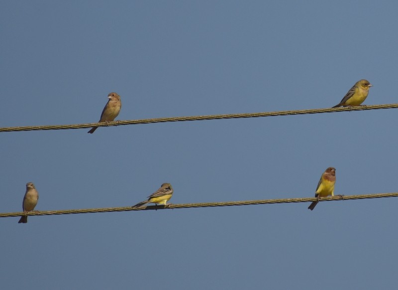 Red-headed Bunting - ML646627902