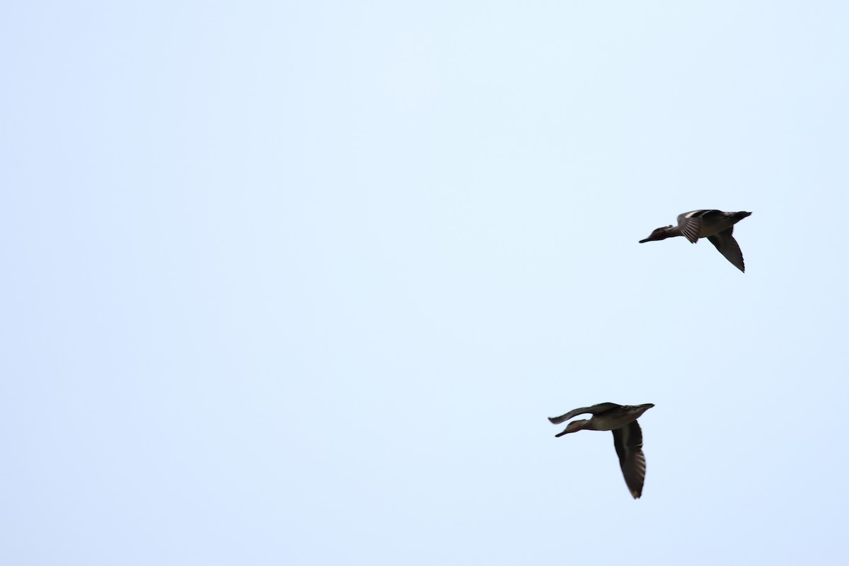 Sarcelle d'hiver - ML646627908