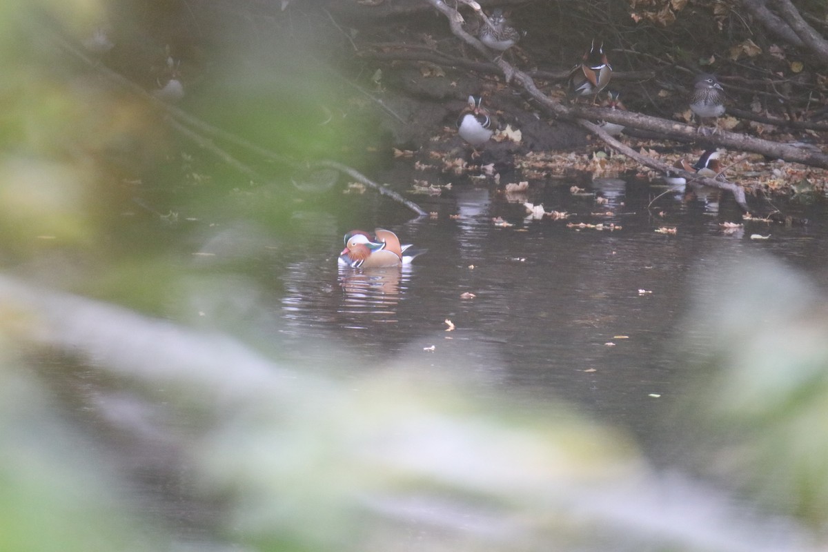 Mandarinente - ML646627911