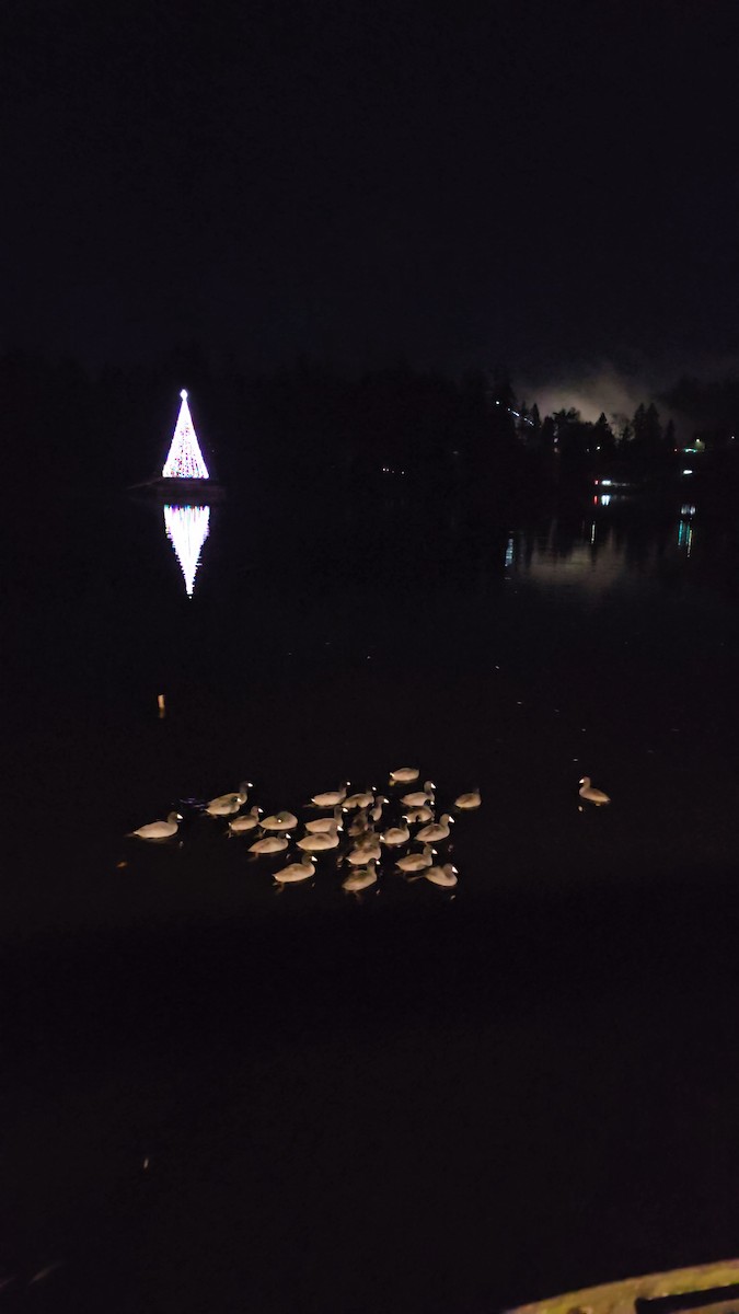 Kopetazuri amerikarra (amerikarra) - ML646627912